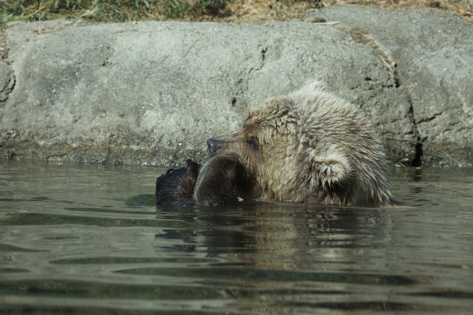 Grizzly bear/ Ursus arctos ssp.