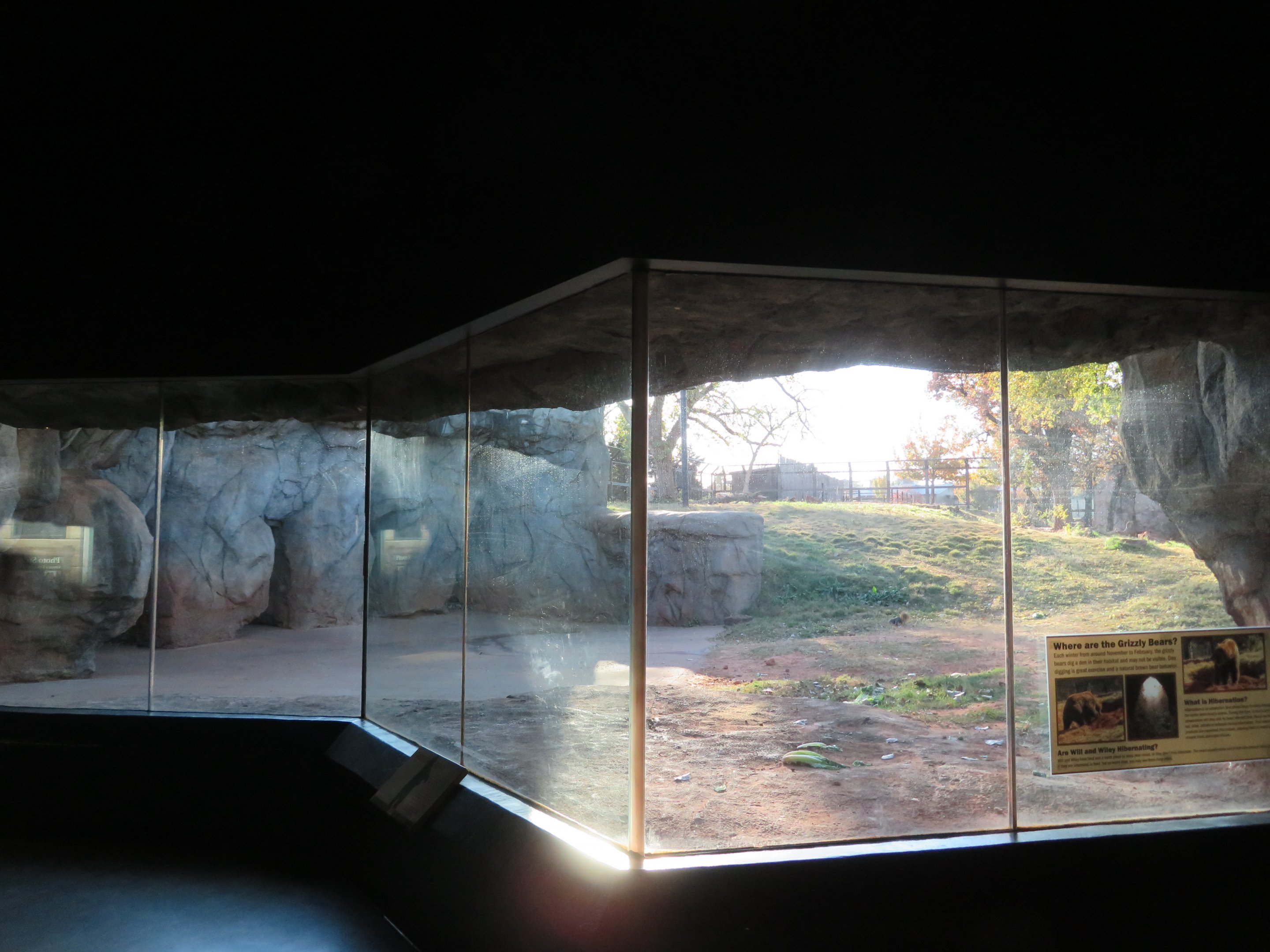 Grizzly Bear Viewing Window