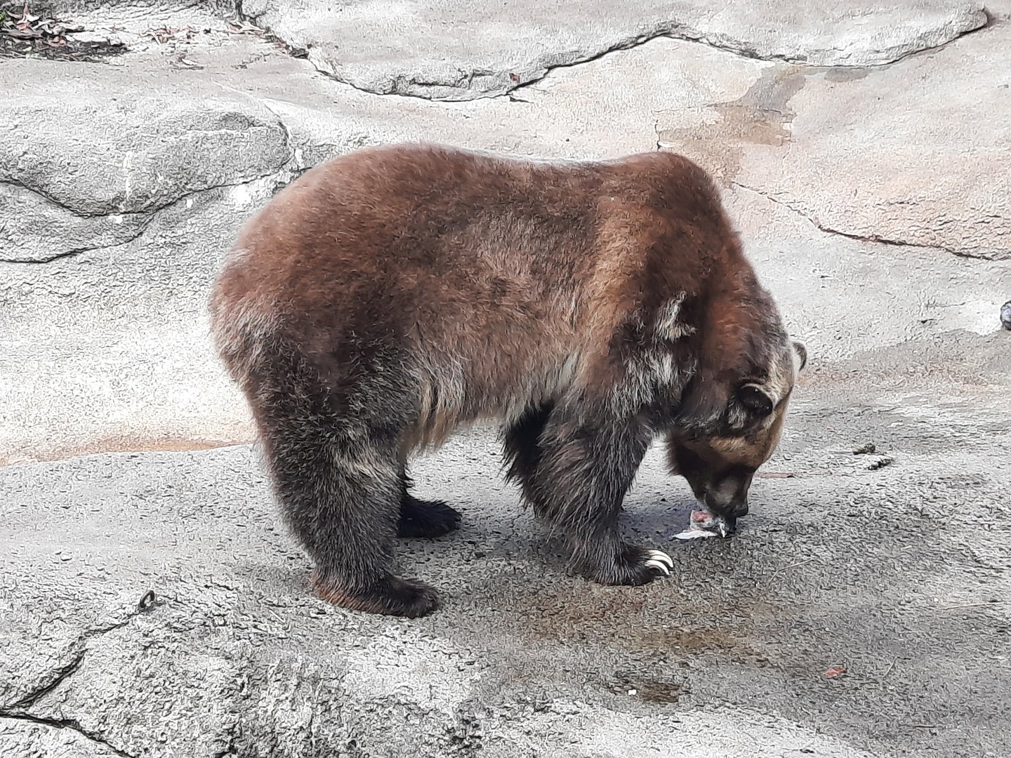 Grizzly Bear vs. Fish