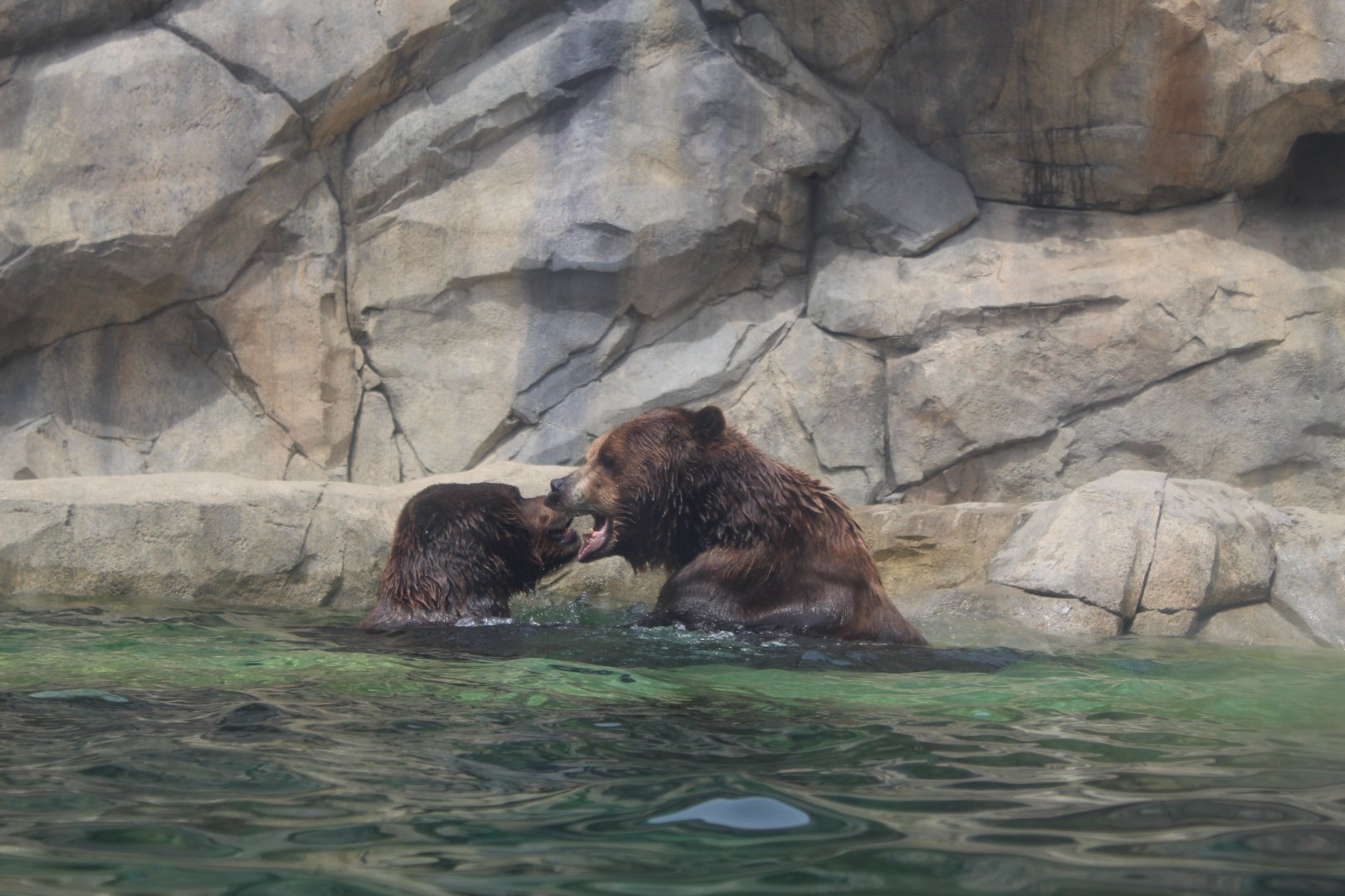 Grizzly Bear Water Fight