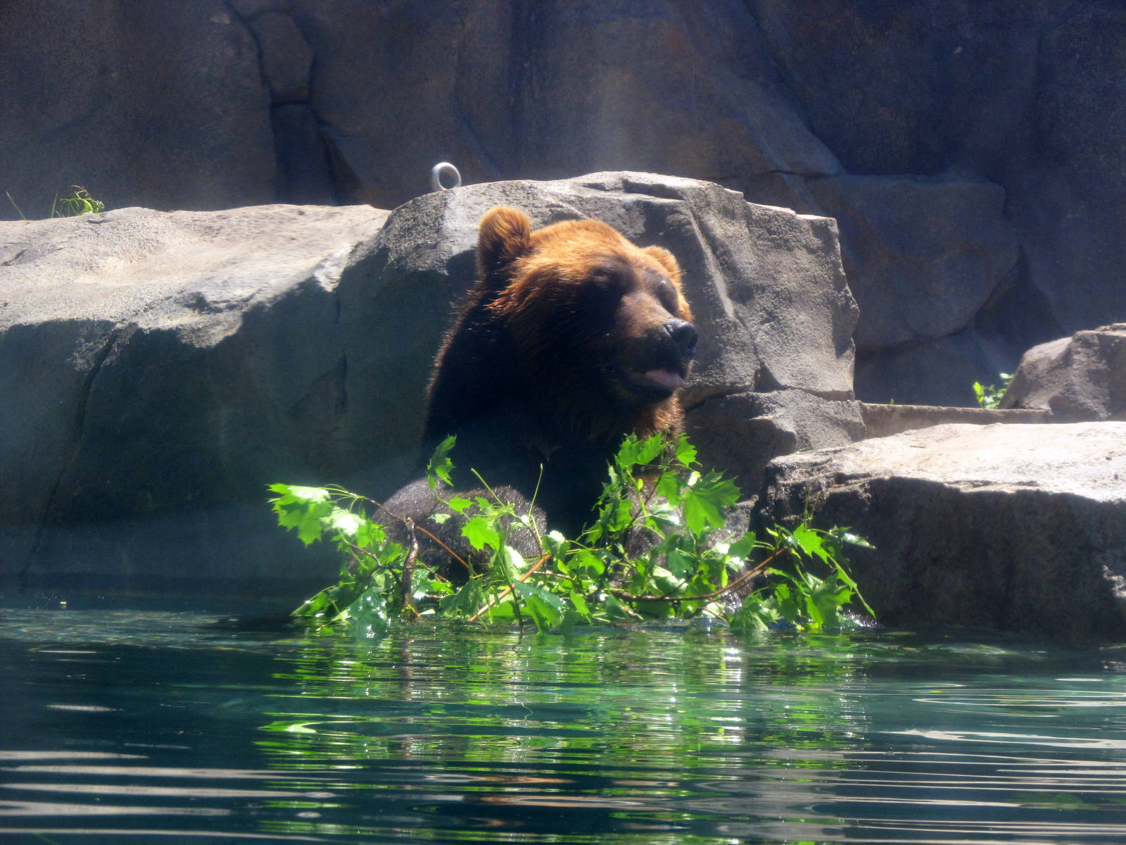 Grizzly Bear