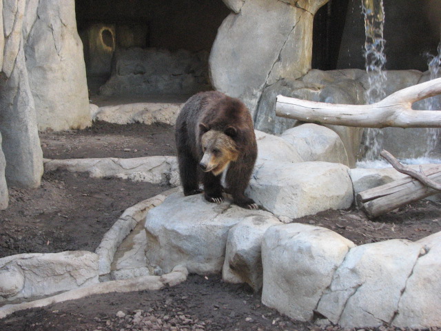 Grizzly Bear