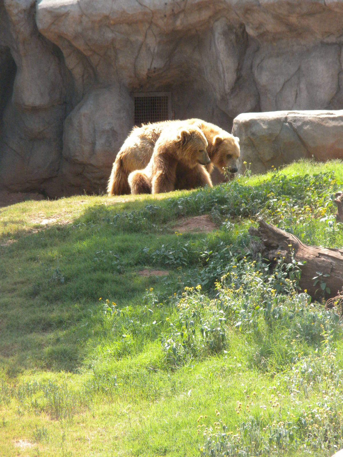 Grizzly Bear
