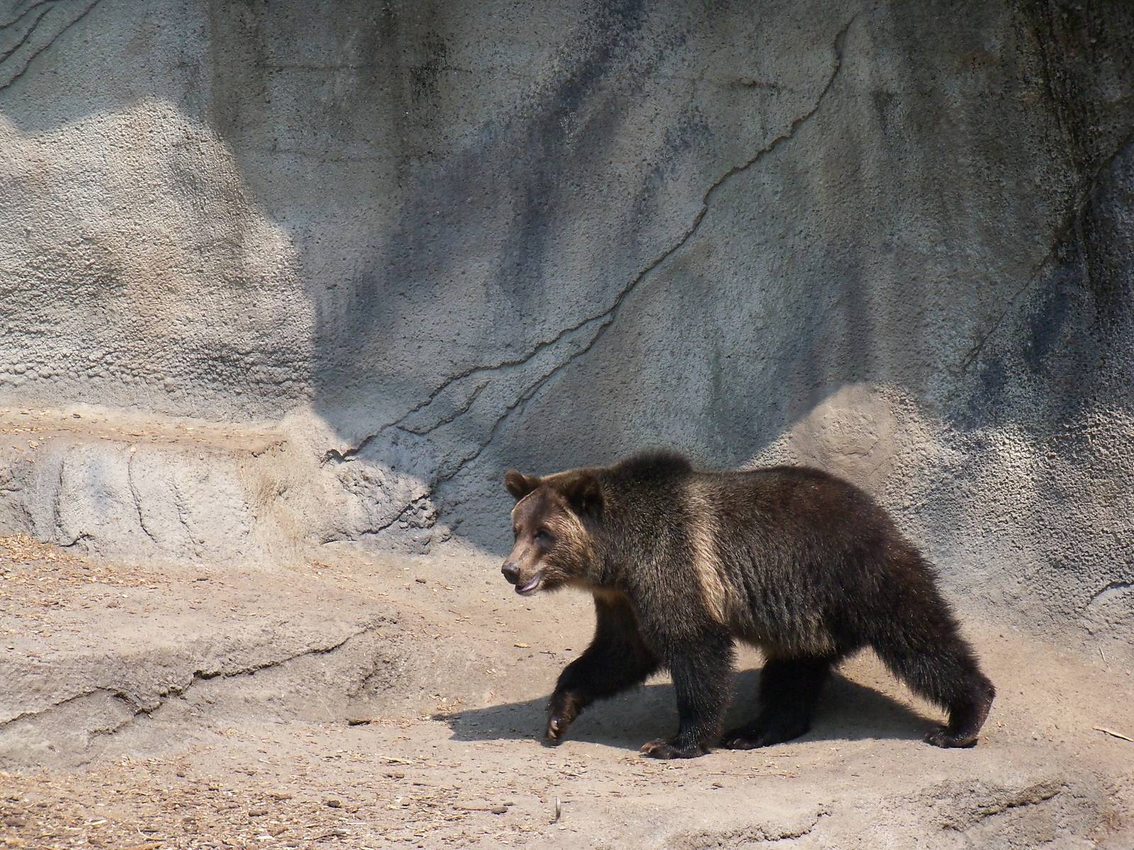 Grizzly Bear
