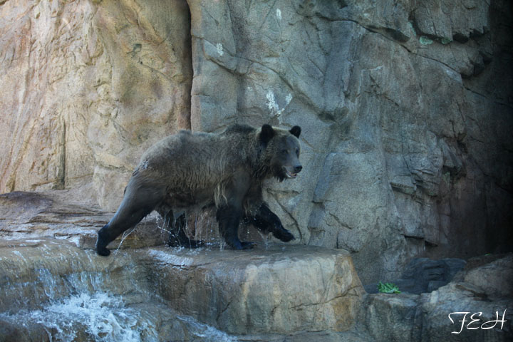 grizzly bear