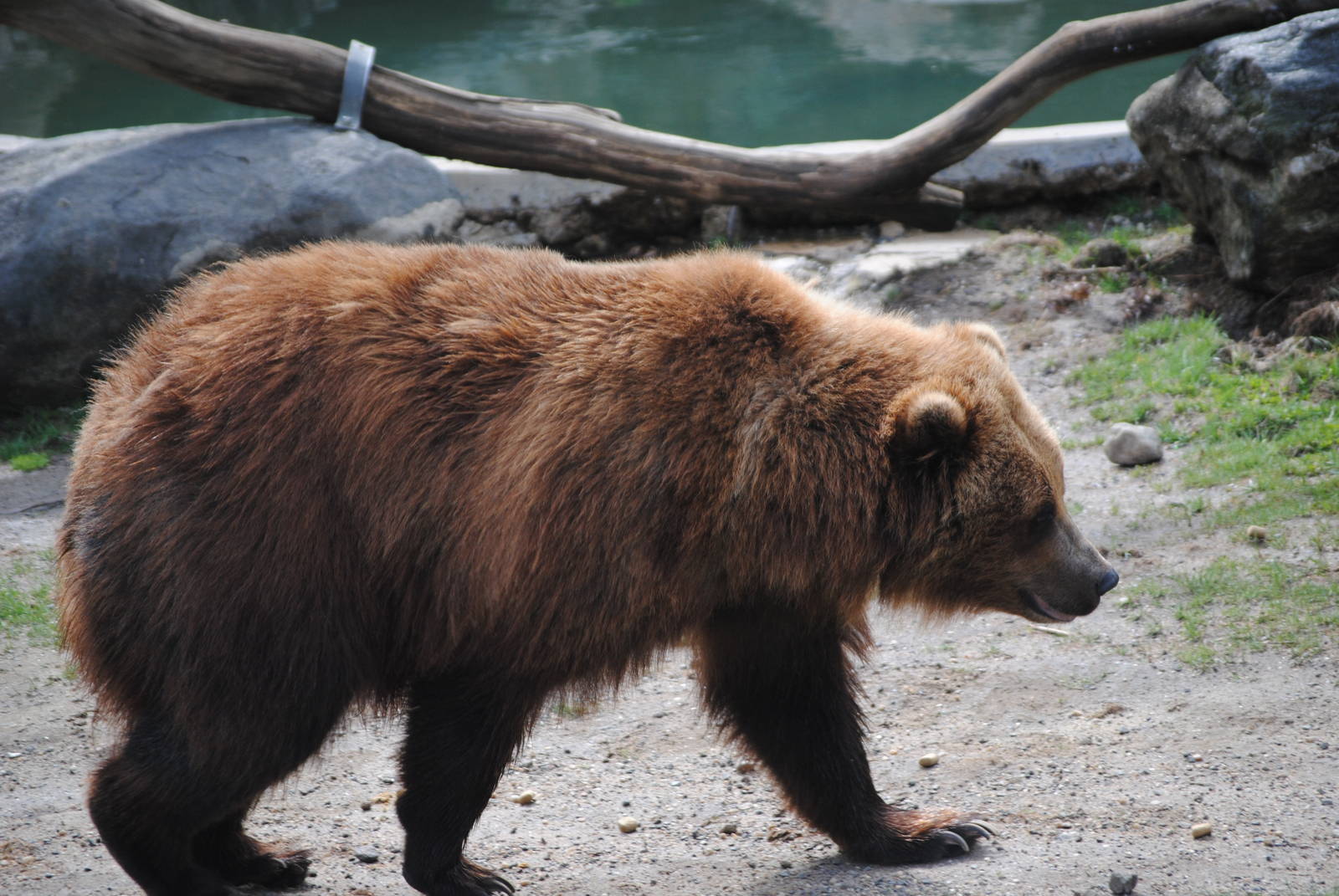 Grizzly Bear