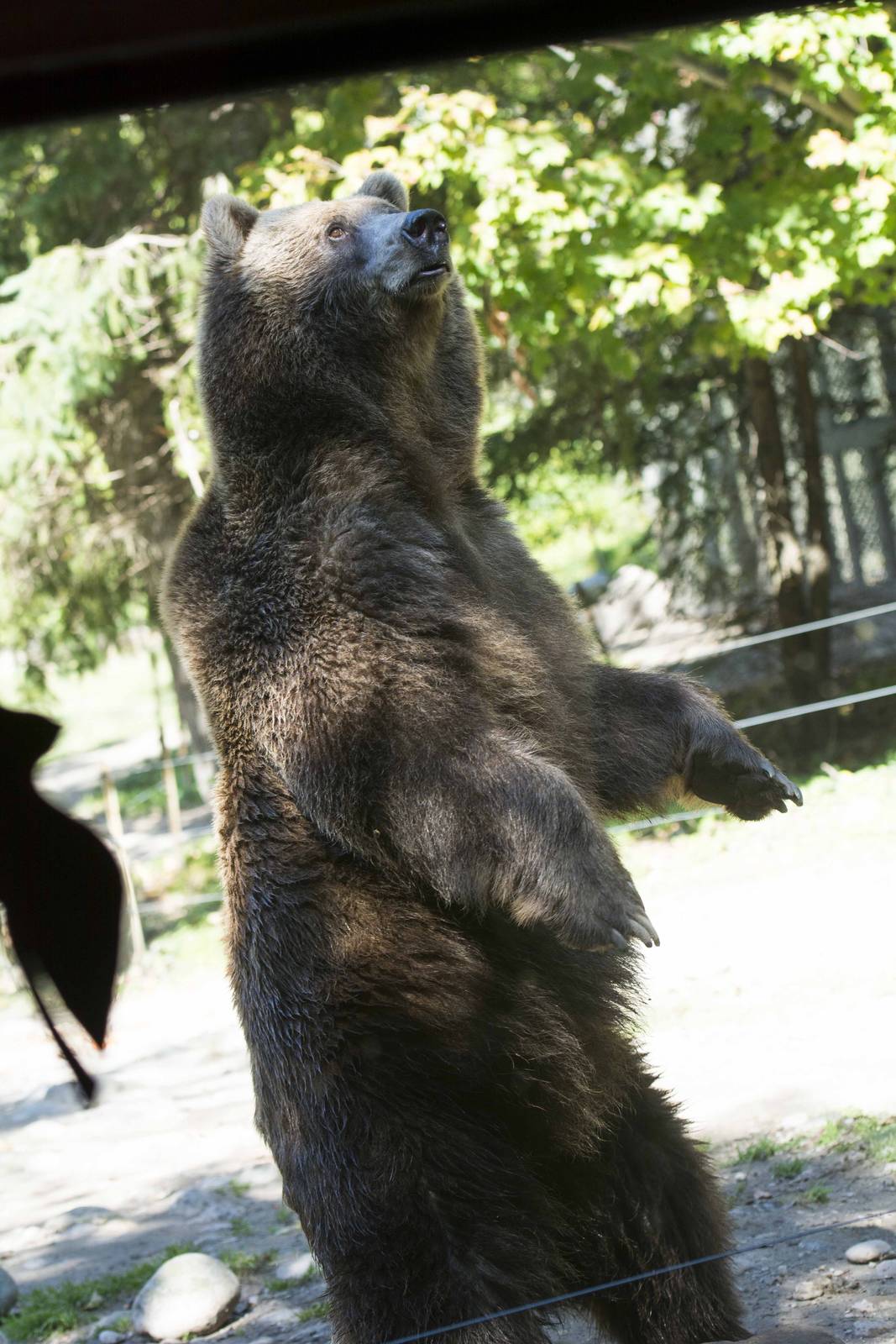 Grizzly Bear
