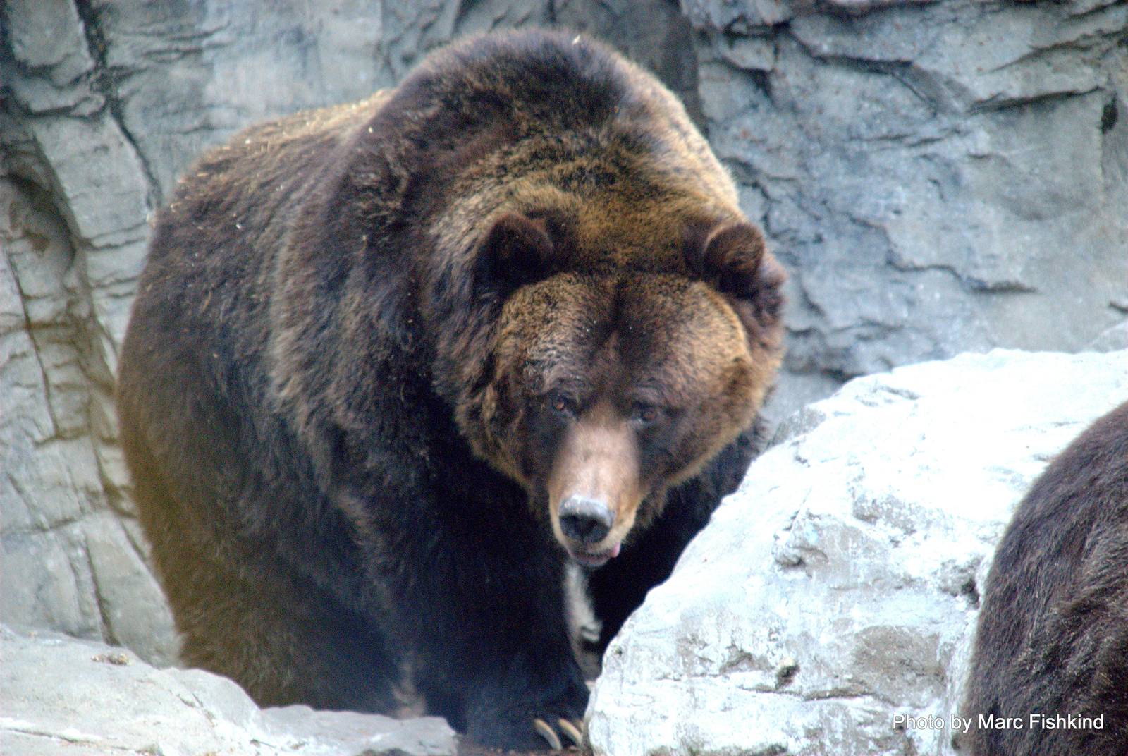 Grizzly bear