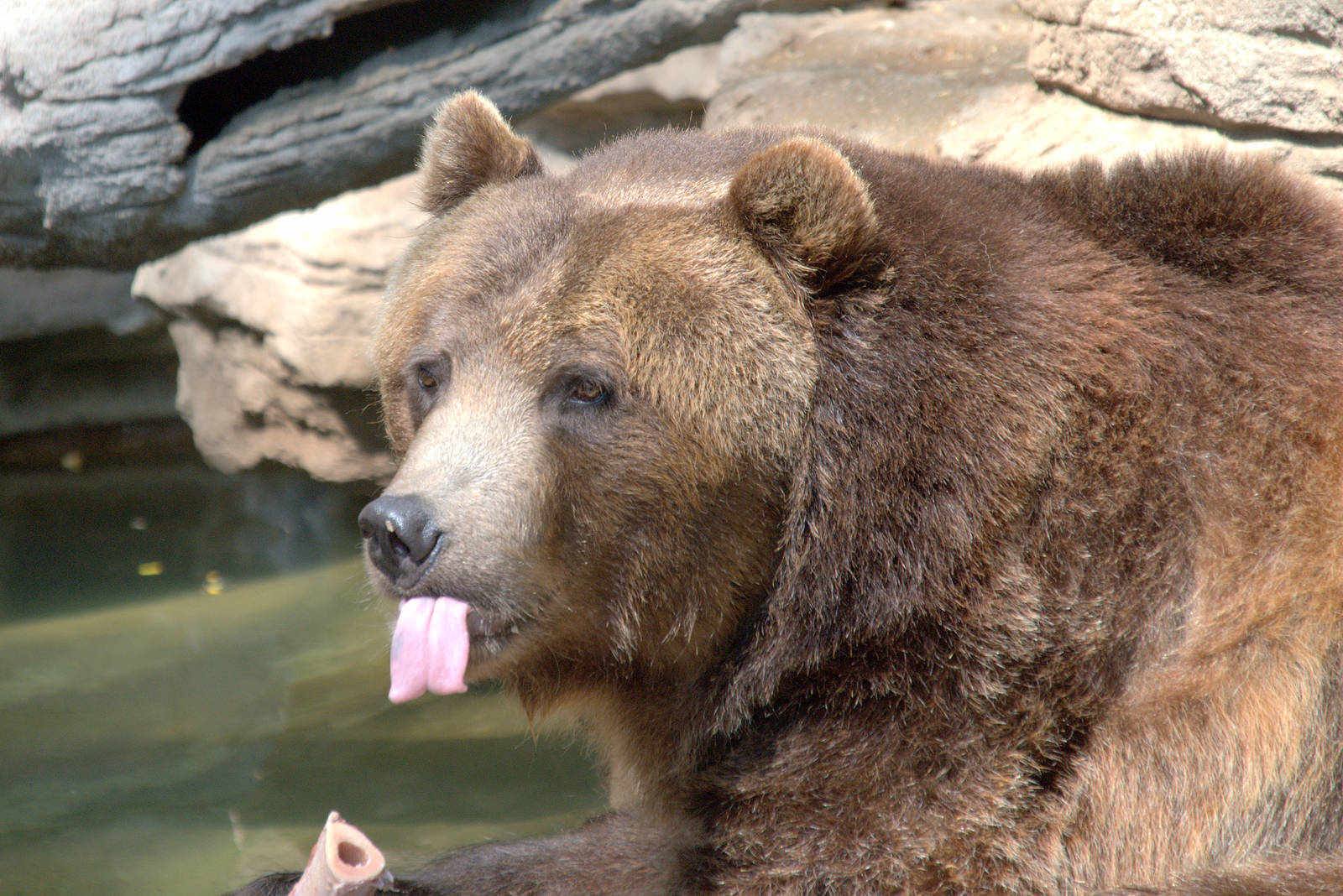Grizzly bear