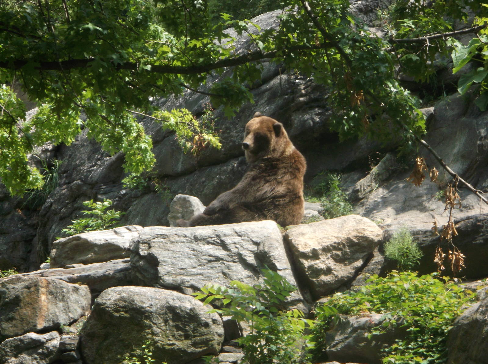 Grizzly Bear