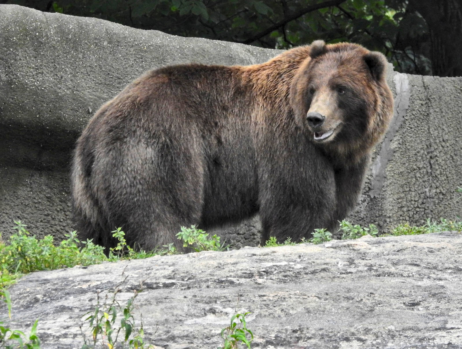 Grizzly Bear