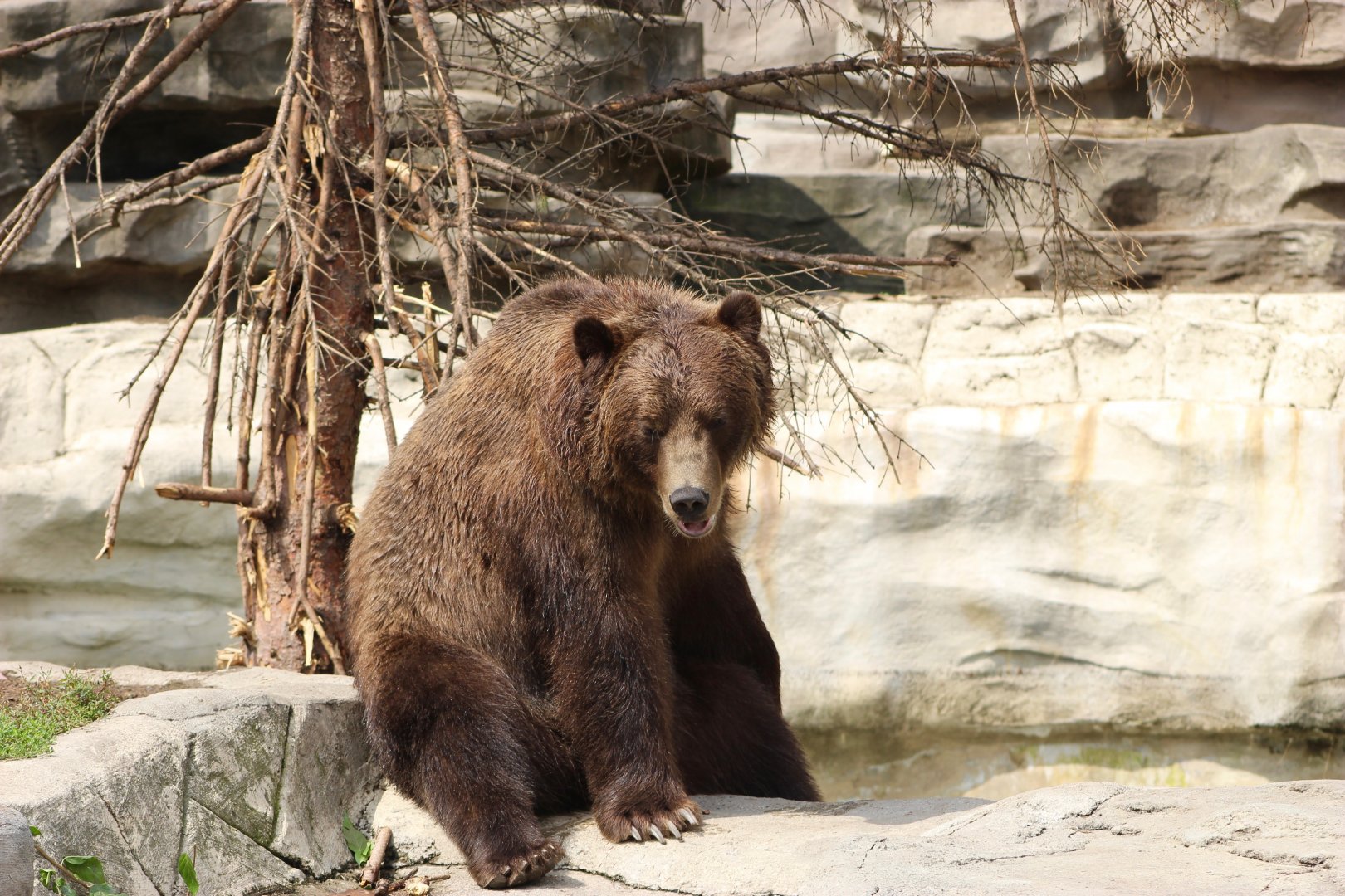 Grizzly Bear