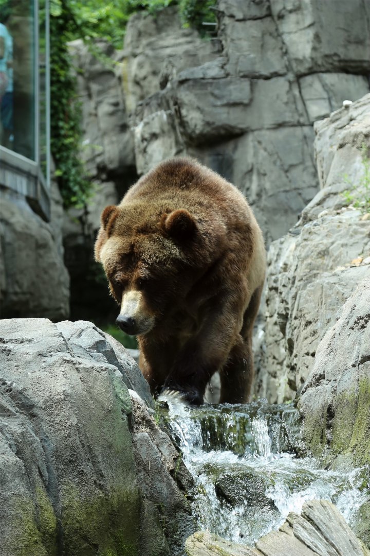 Grizzly Bear