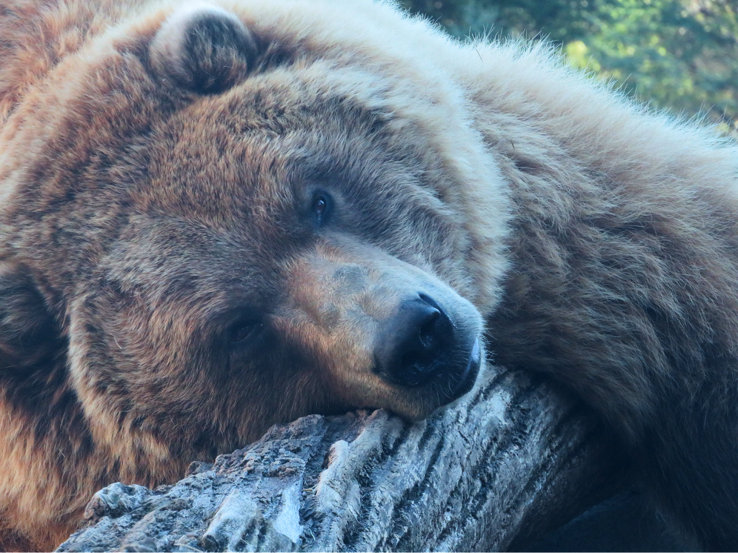 Grizzly bear