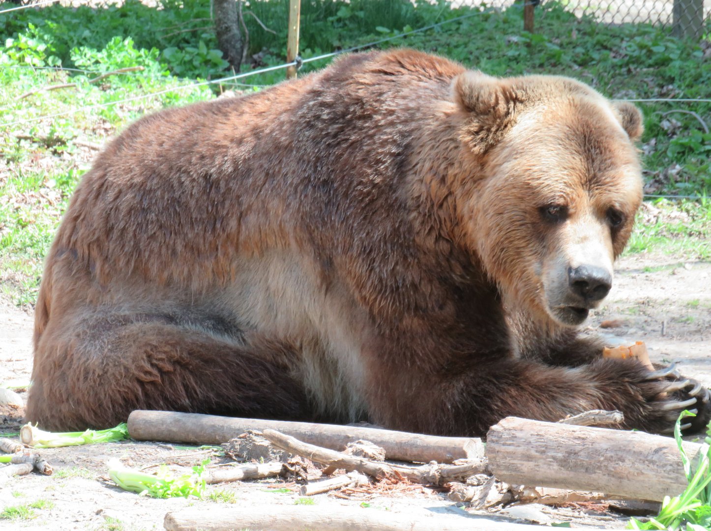 Grizzly bear