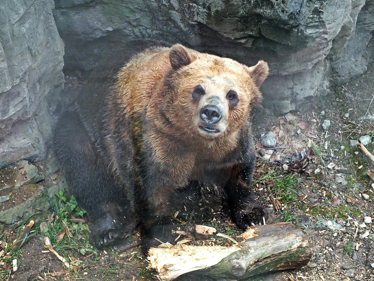 Grizzly bear