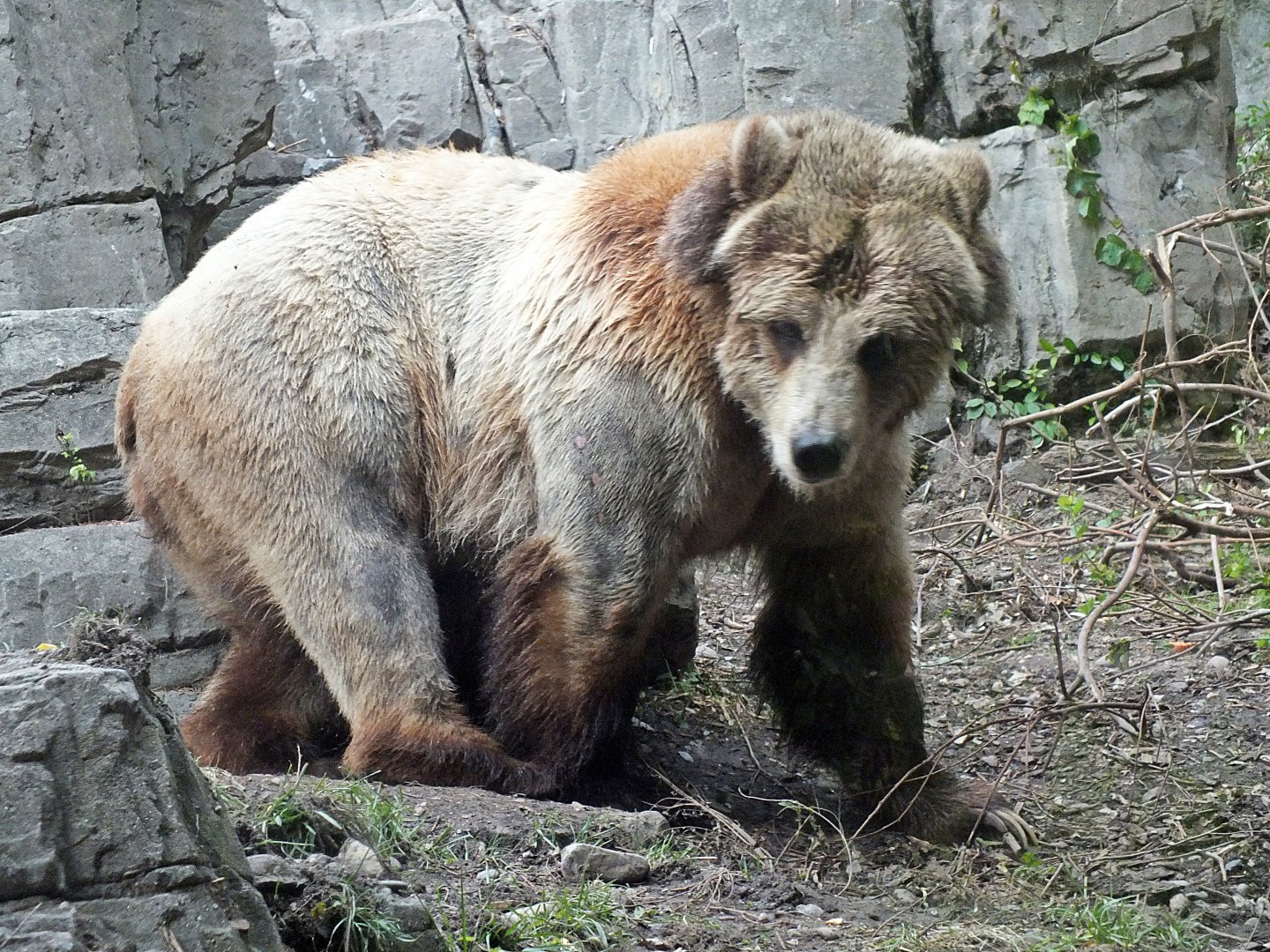 Grizzly bear