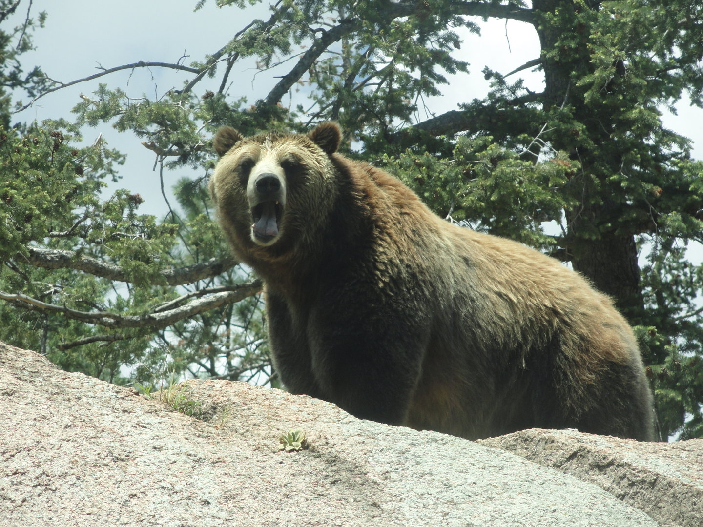 Grizzly Bear