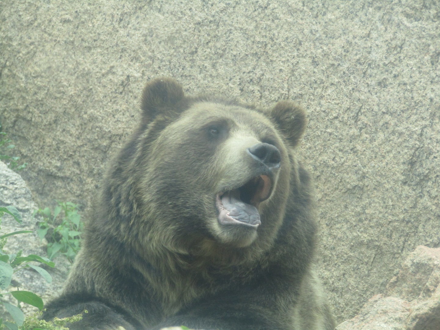 Grizzly Bear