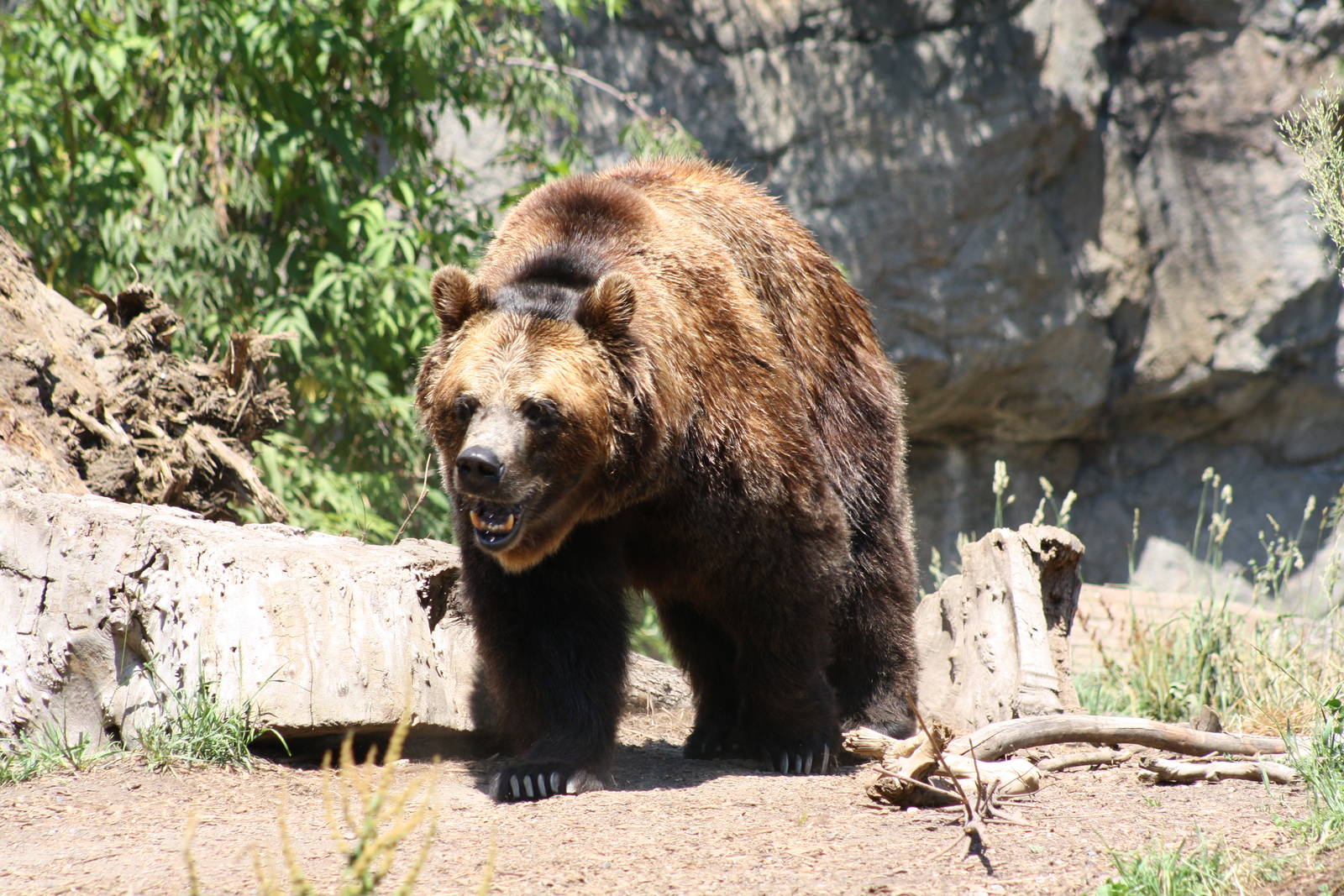 Grizzly Bear