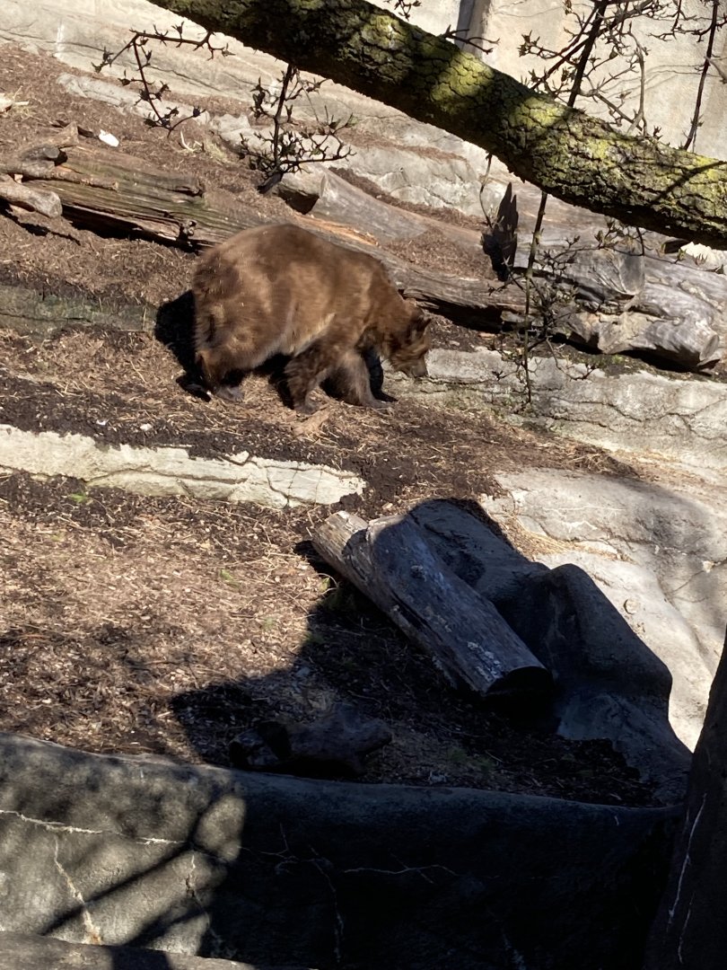 Grizzly Bear