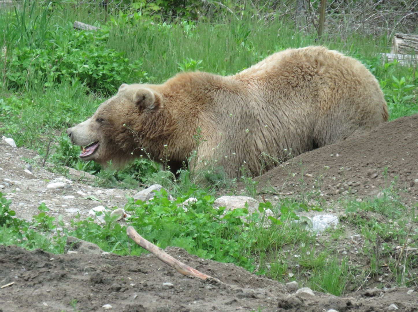 Grizzly bear