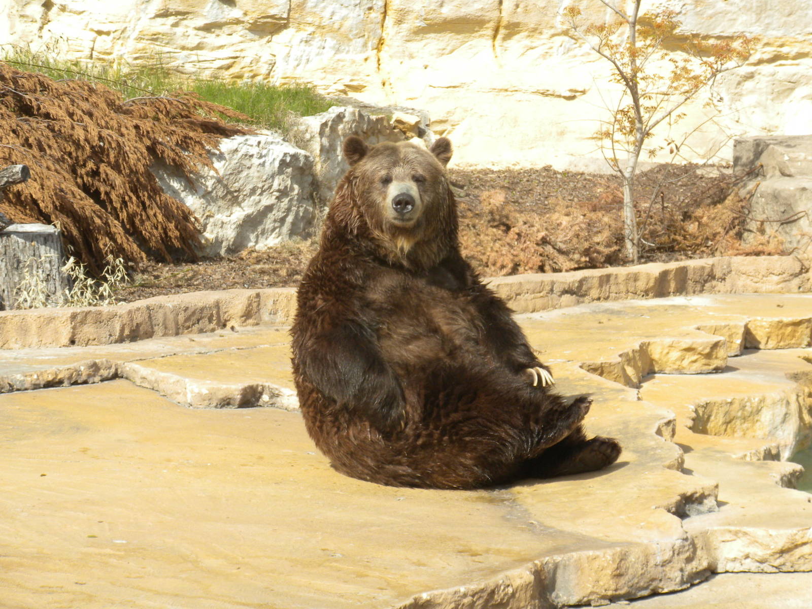 Grizzly Bear