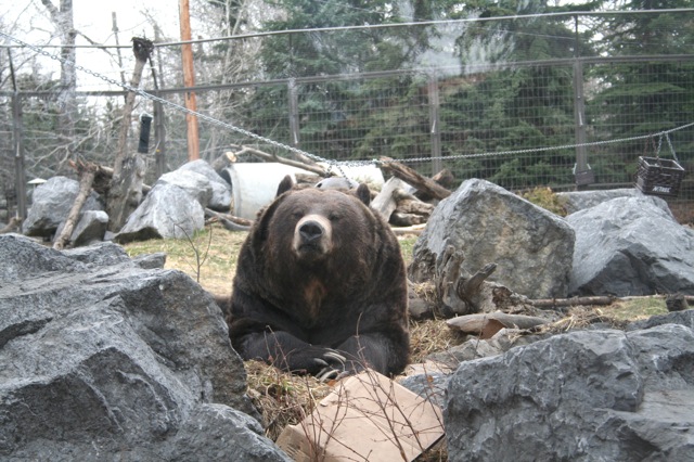 Grizzly Bear