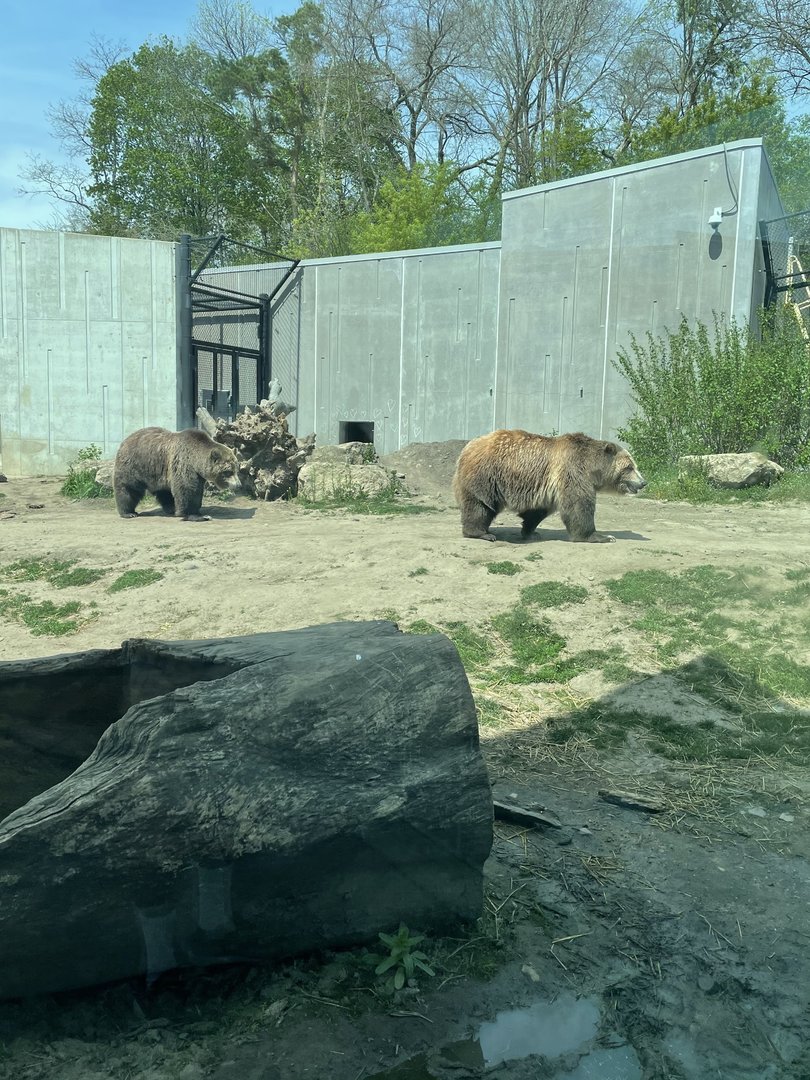 Grizzly Bears (5/2/21)