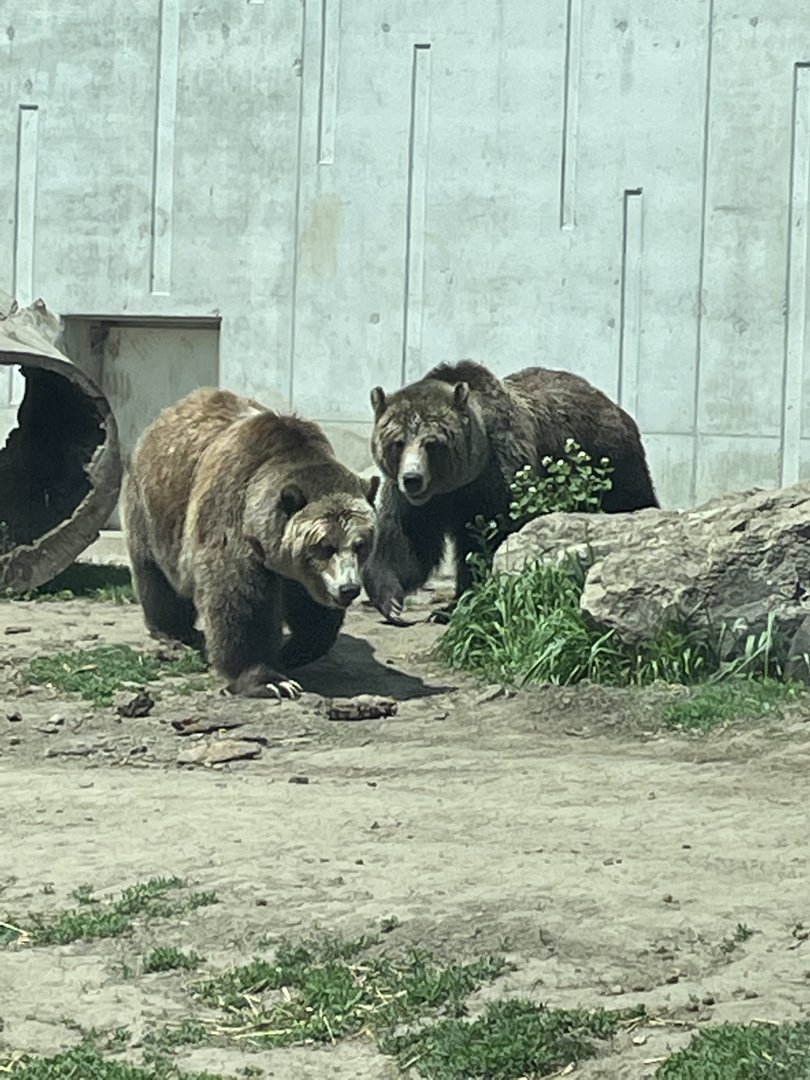 Grizzly Bears (5/2/21)