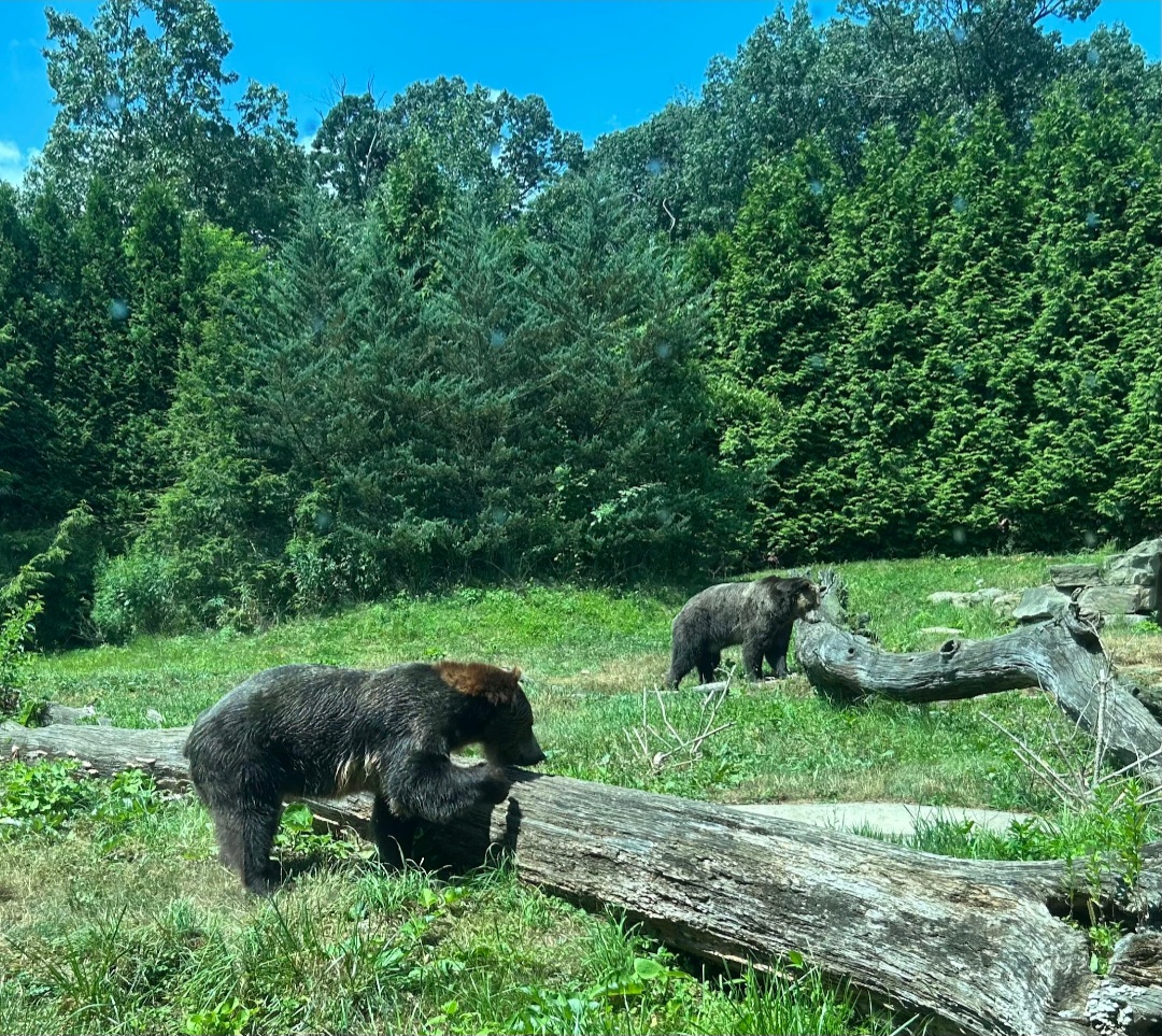 Grizzly Bears (7/12/25)