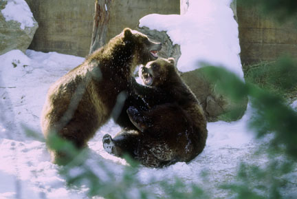 grizzly bears at Cheyenne Mountain Zoo