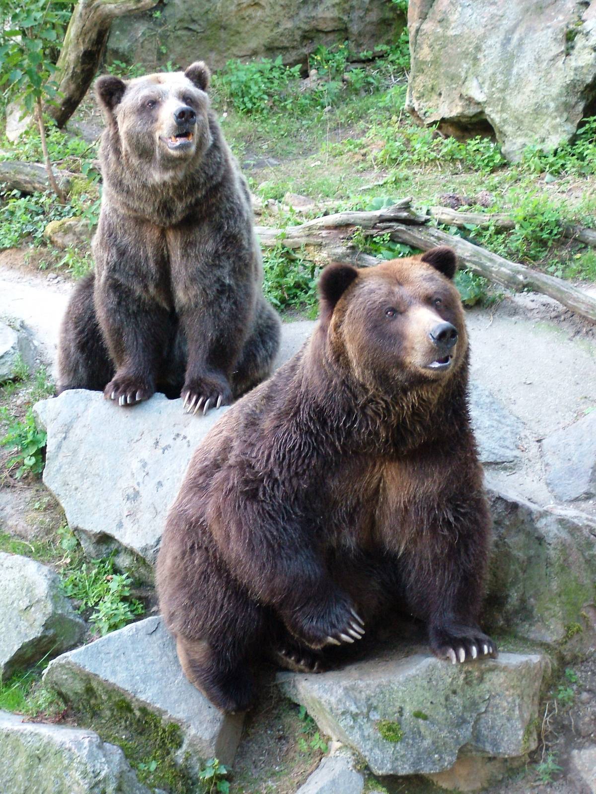 Grizzly Bears at Decin, 28/08/12