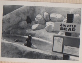 Grizzly Bears at the LA zoo in 1968 or 69