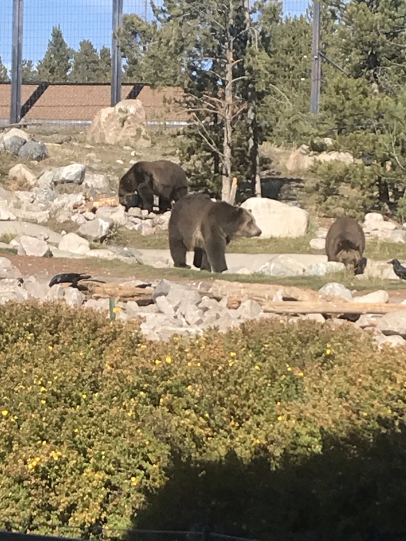 Grizzly Bears Bo, Seeley and Condi