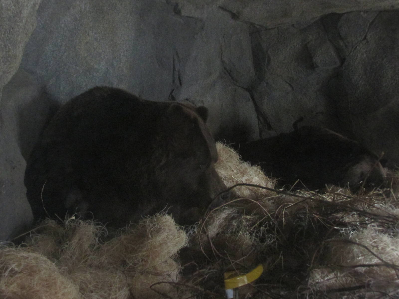Grizzly bears Brookfield zoo November 2014