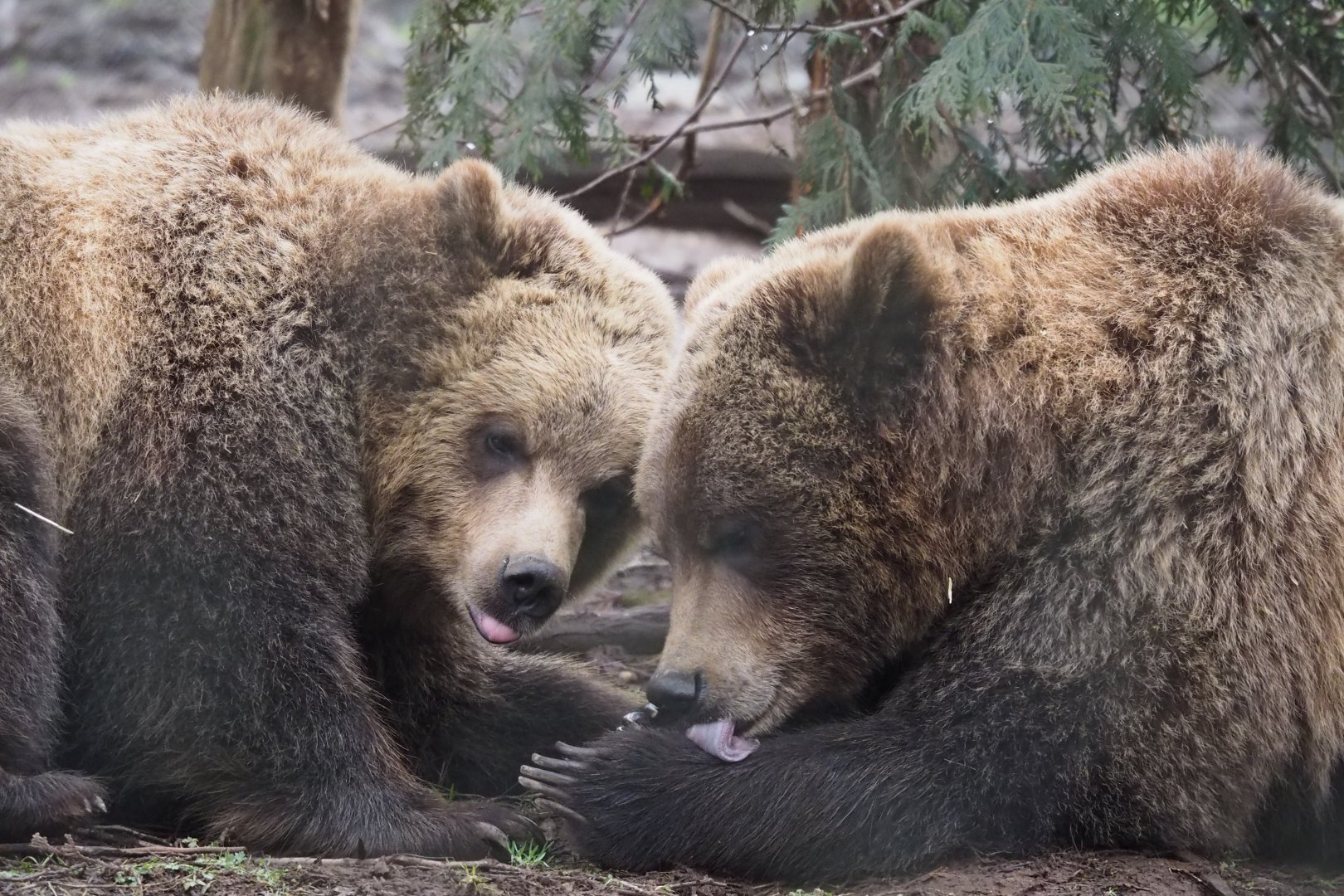 Grizzly Bears (Juvenile) - 01/15/2022