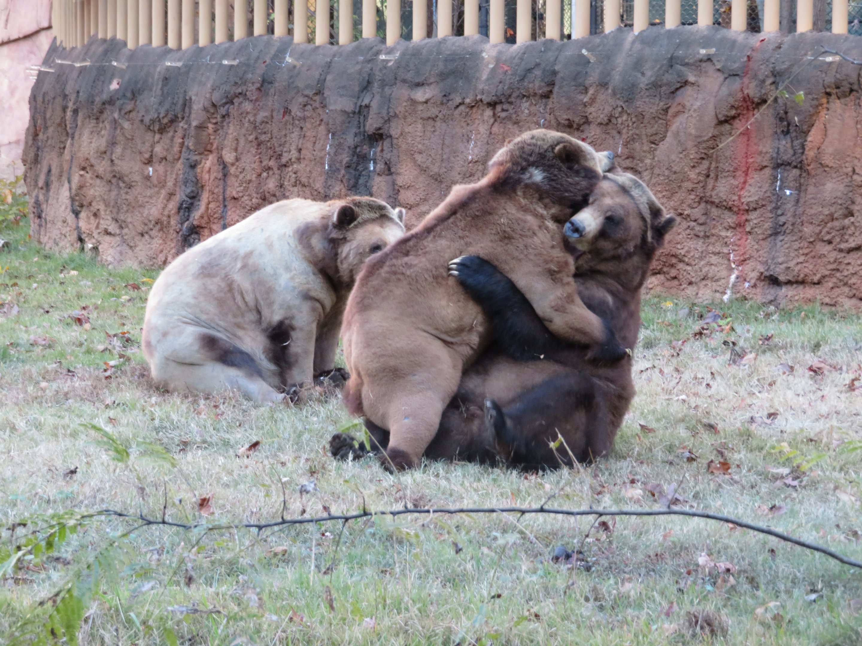 Grizzly Bears Playfighting