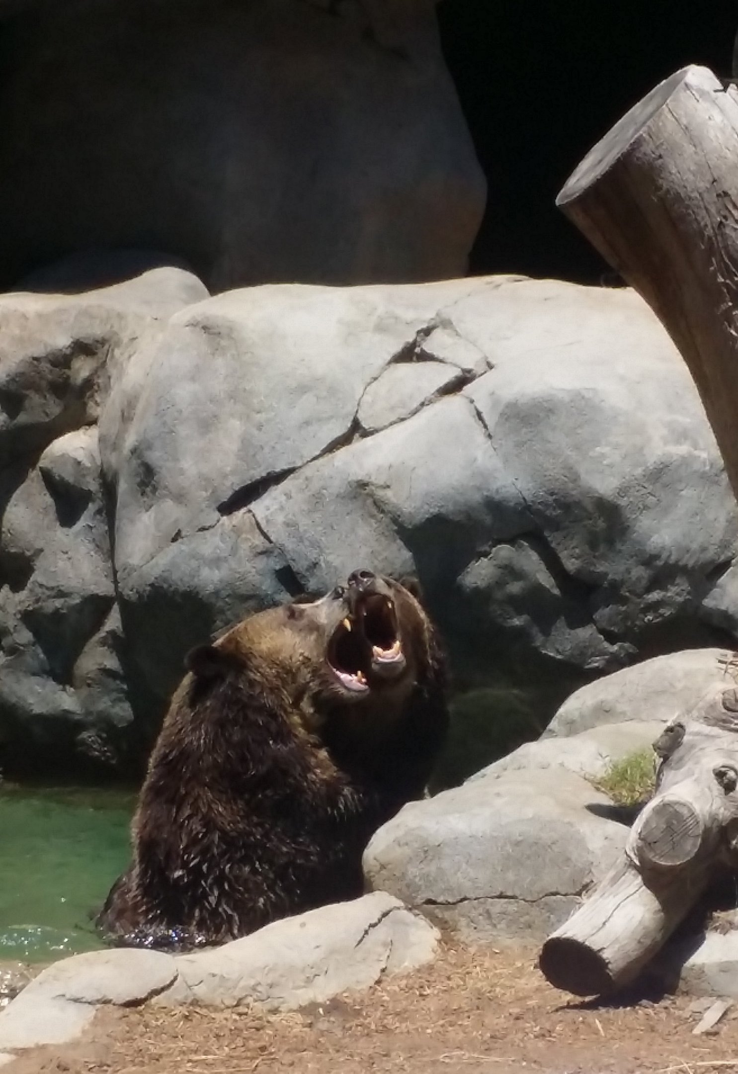 Grizzly Bears playing at San Diego Zoo