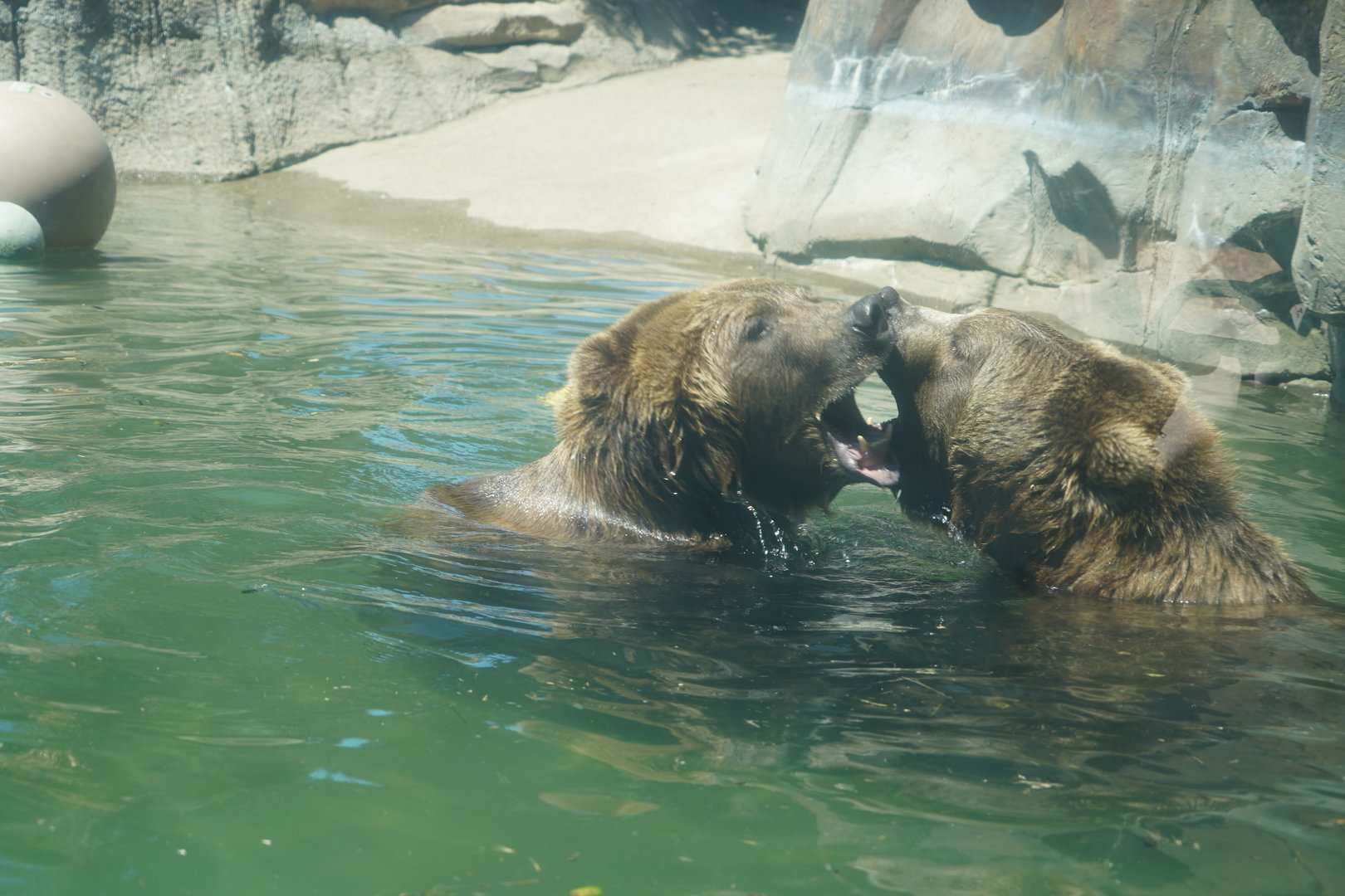 Grizzly bears playing