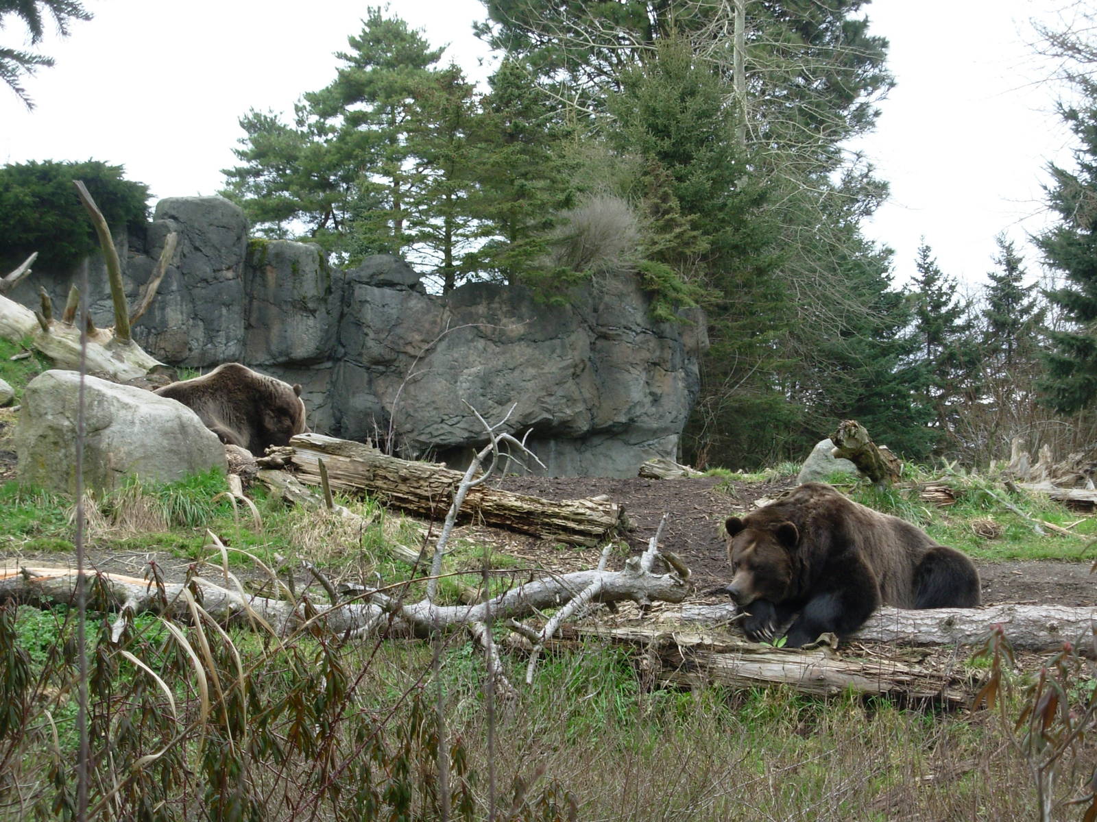 Grizzly Bears - Seattle's Woodland Park Zoo