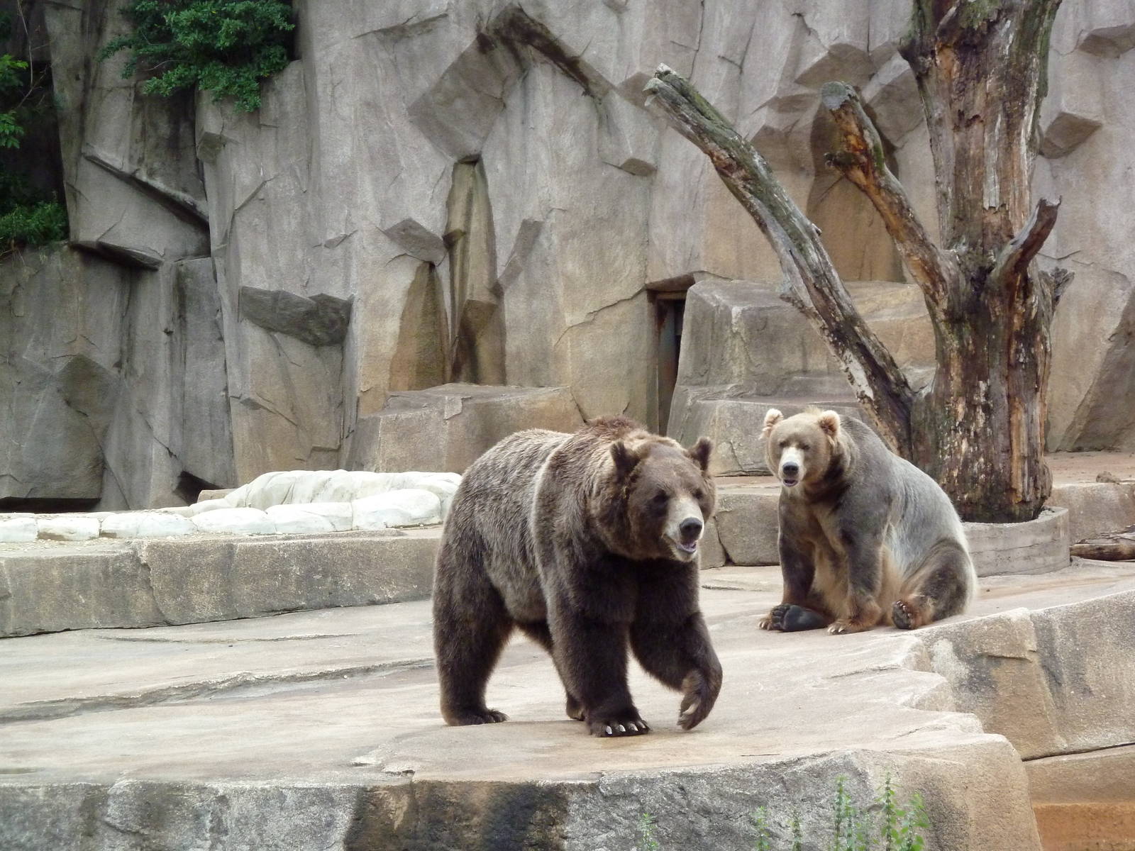 Grizzly Bears