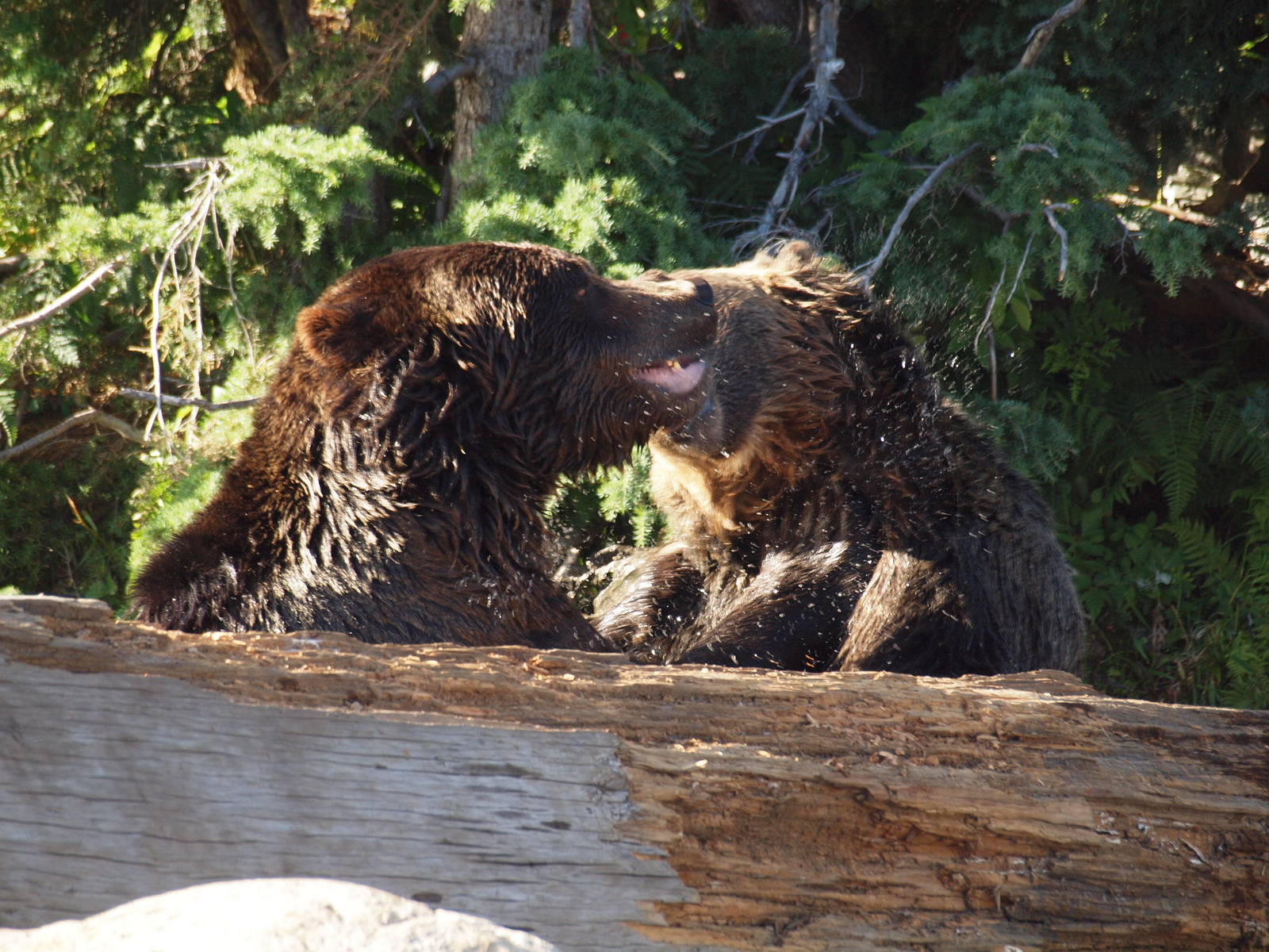 Grizzly bears
