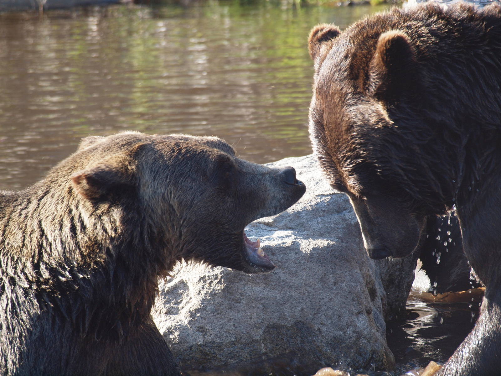 Grizzly bears