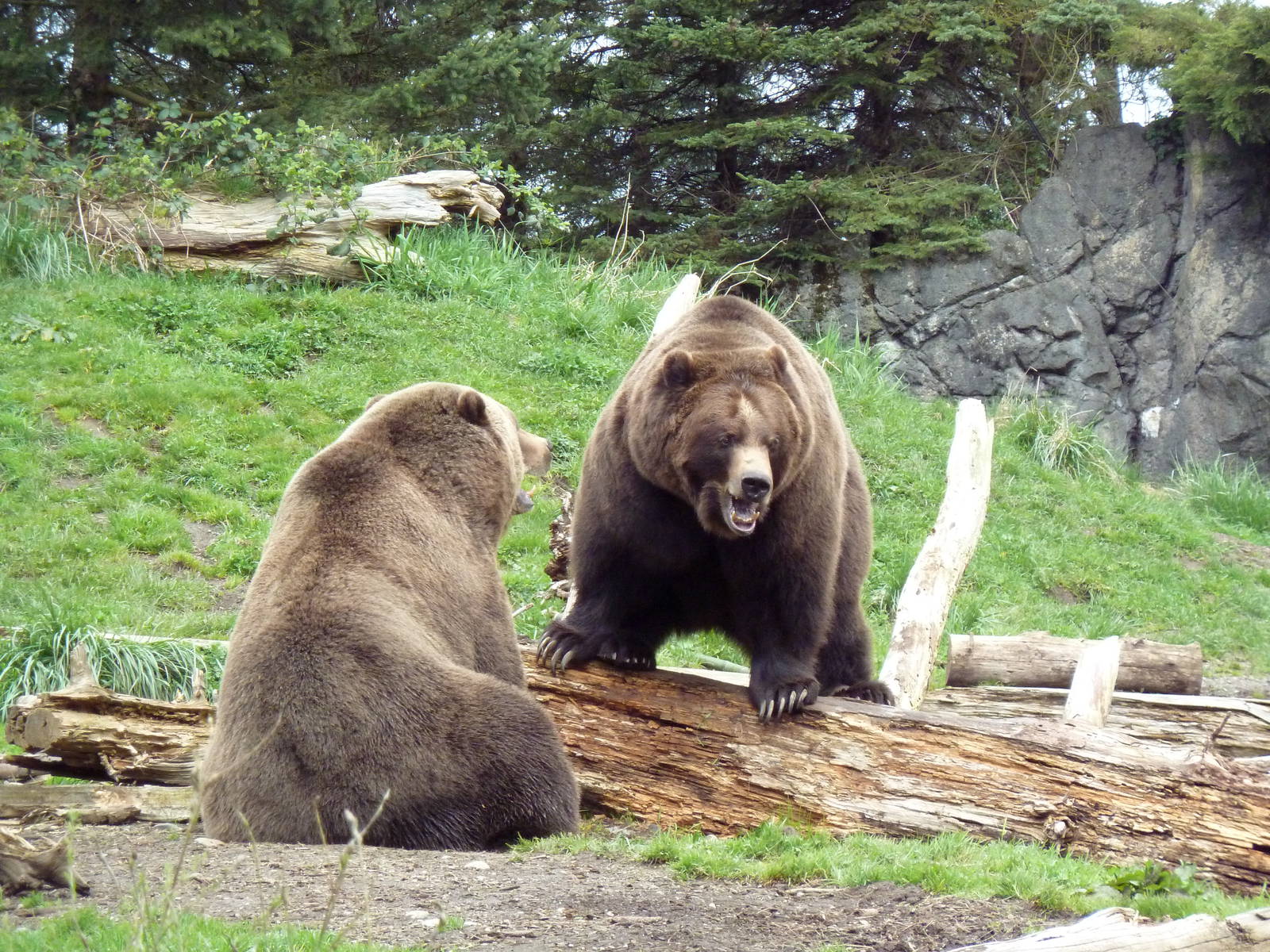 Grizzly Bears