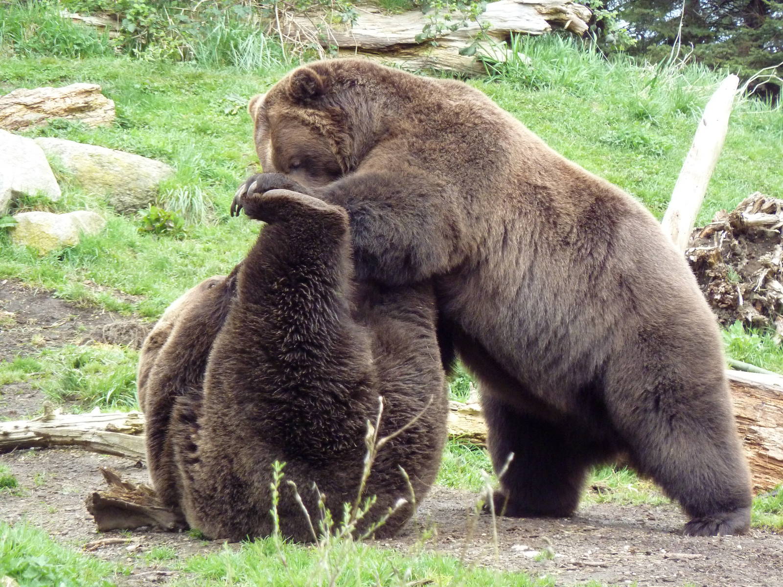 Grizzly Bears