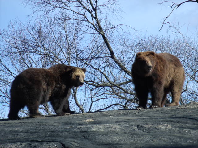 Grizzly Bears