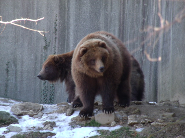 Grizzly Bears