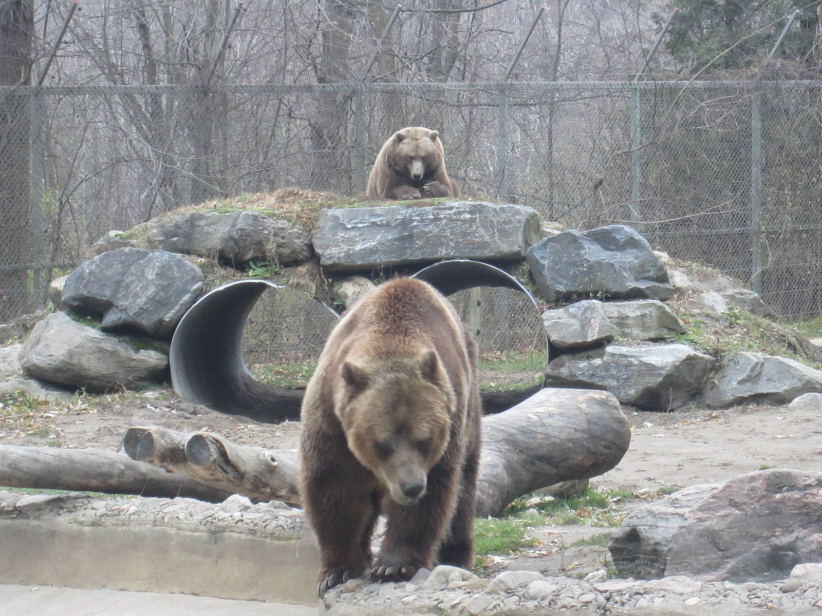 Grizzly Bears