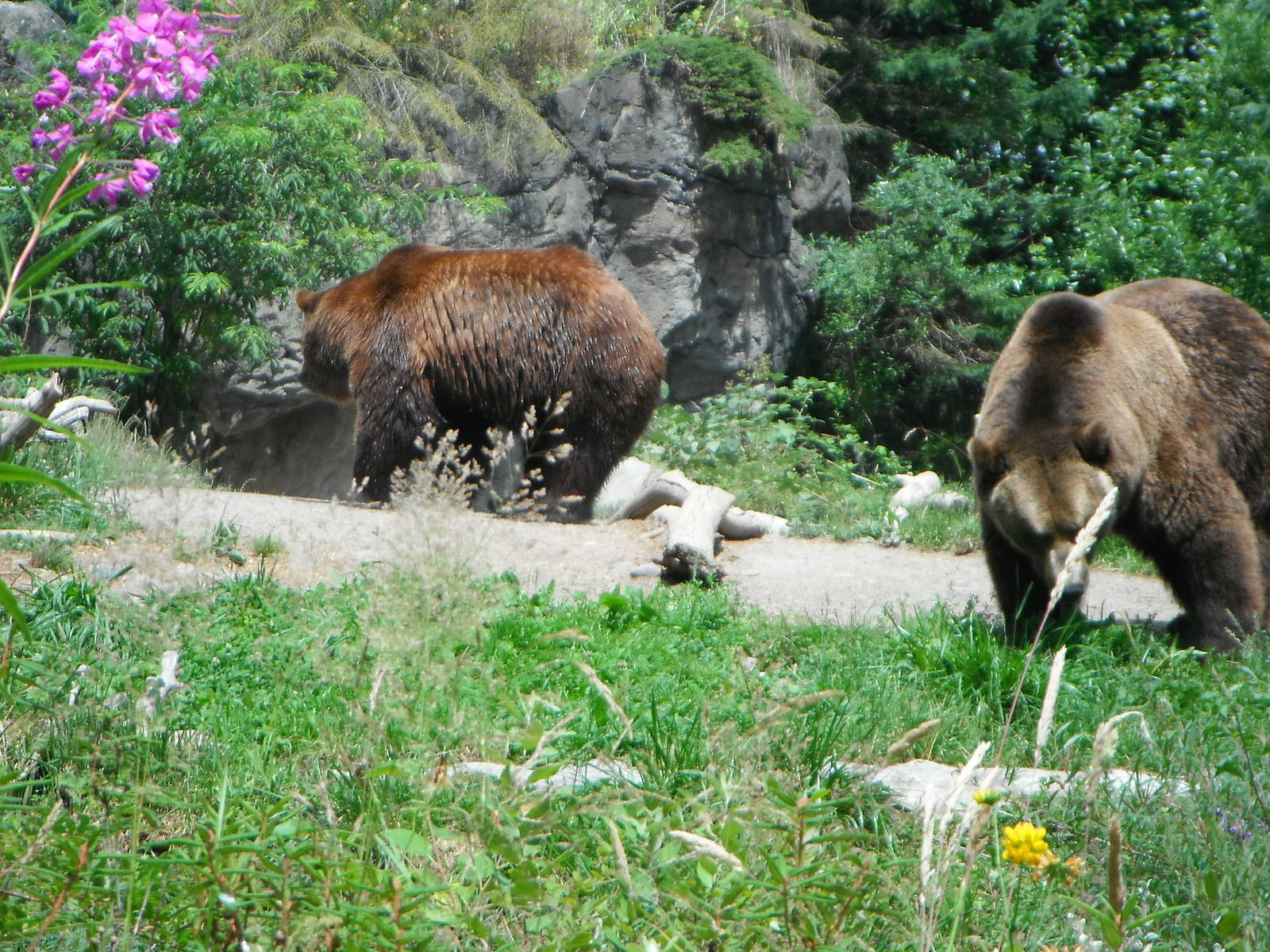 Grizzly Bears